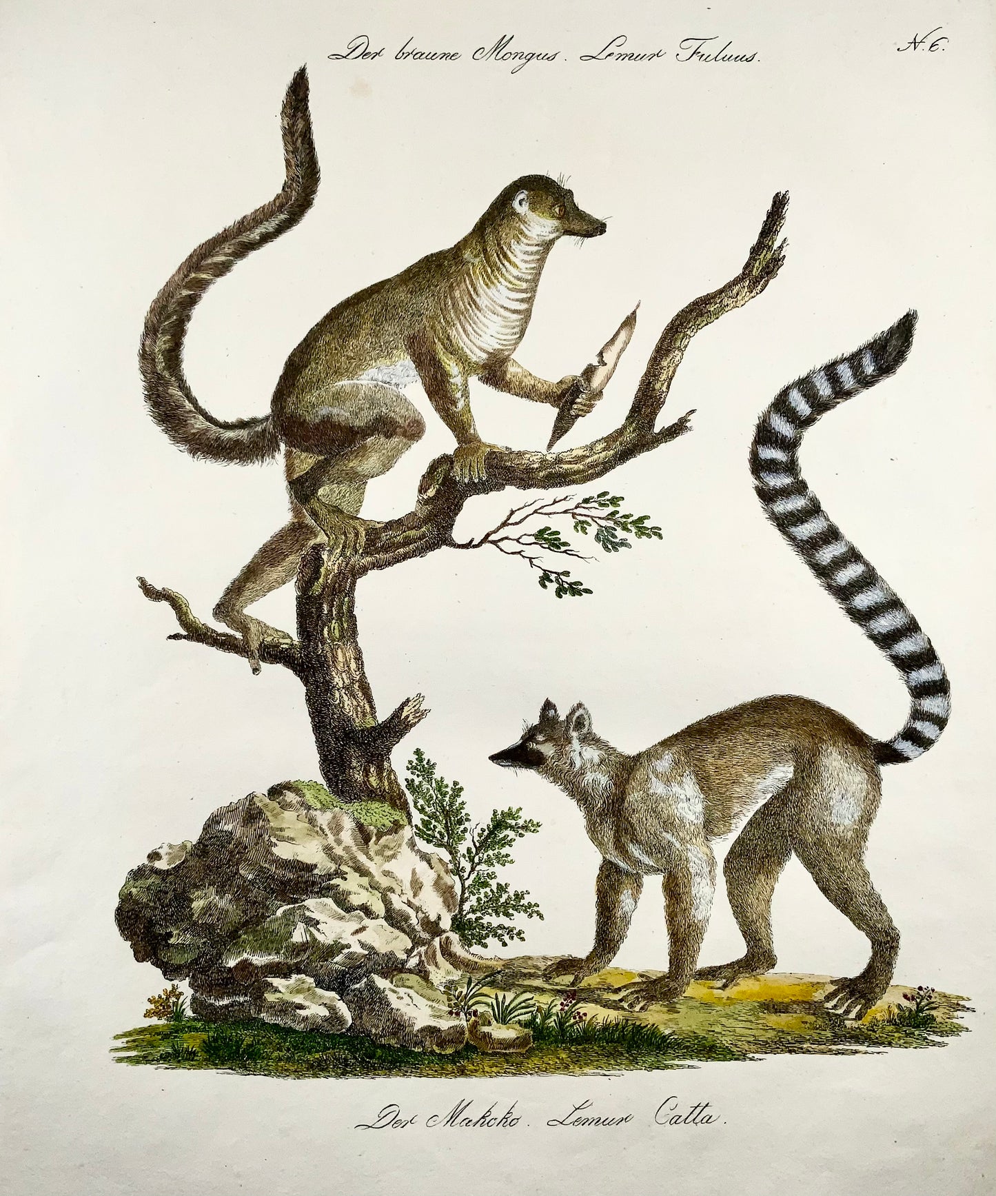 1816 Mongoose Lemur, Imp. Folio 'Incunabula of Lithography' Hand Color - Mammal