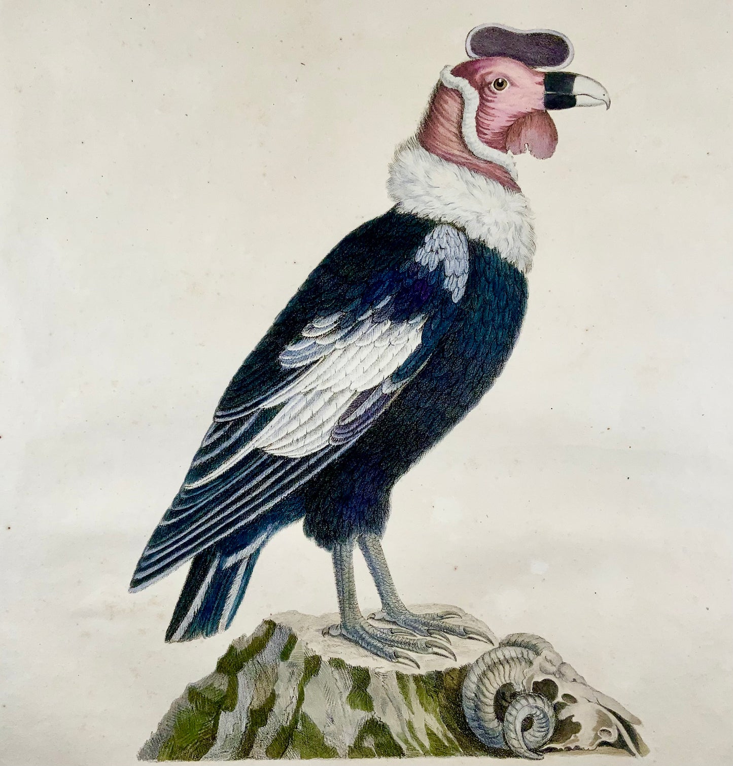 1816 Condor ; K. Jos. Brodtmann, Imp. folio 42,5 cm 'Incunables de lithographie', ornithologie