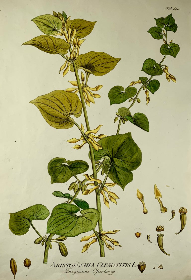 1788 J. J. Plenck, Aristolochia Clematitis, Birthwort, Large folio, Hand colored, botany