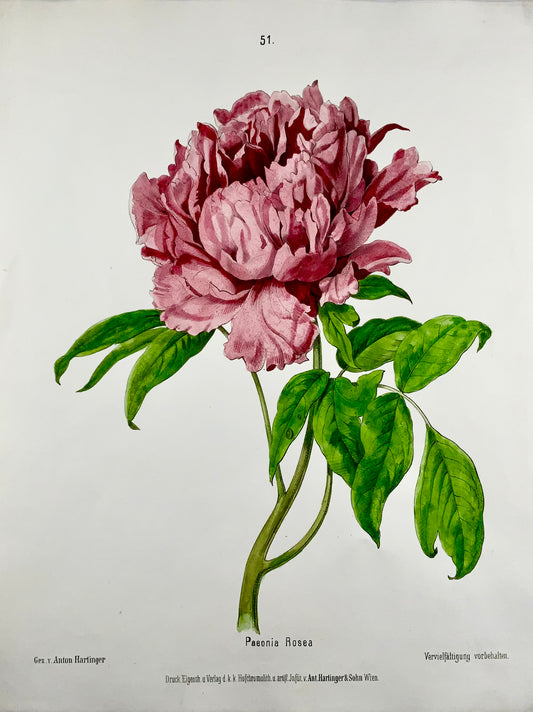 1860c Anton Hartinger, Paeonia Rose, lithographie sur pierre avec couleur à la main, folio, botanique