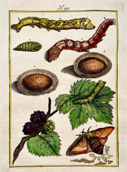 1790 Chenille de lave - Joh. Gravure coloriée à la main de Sollerer - Insectes