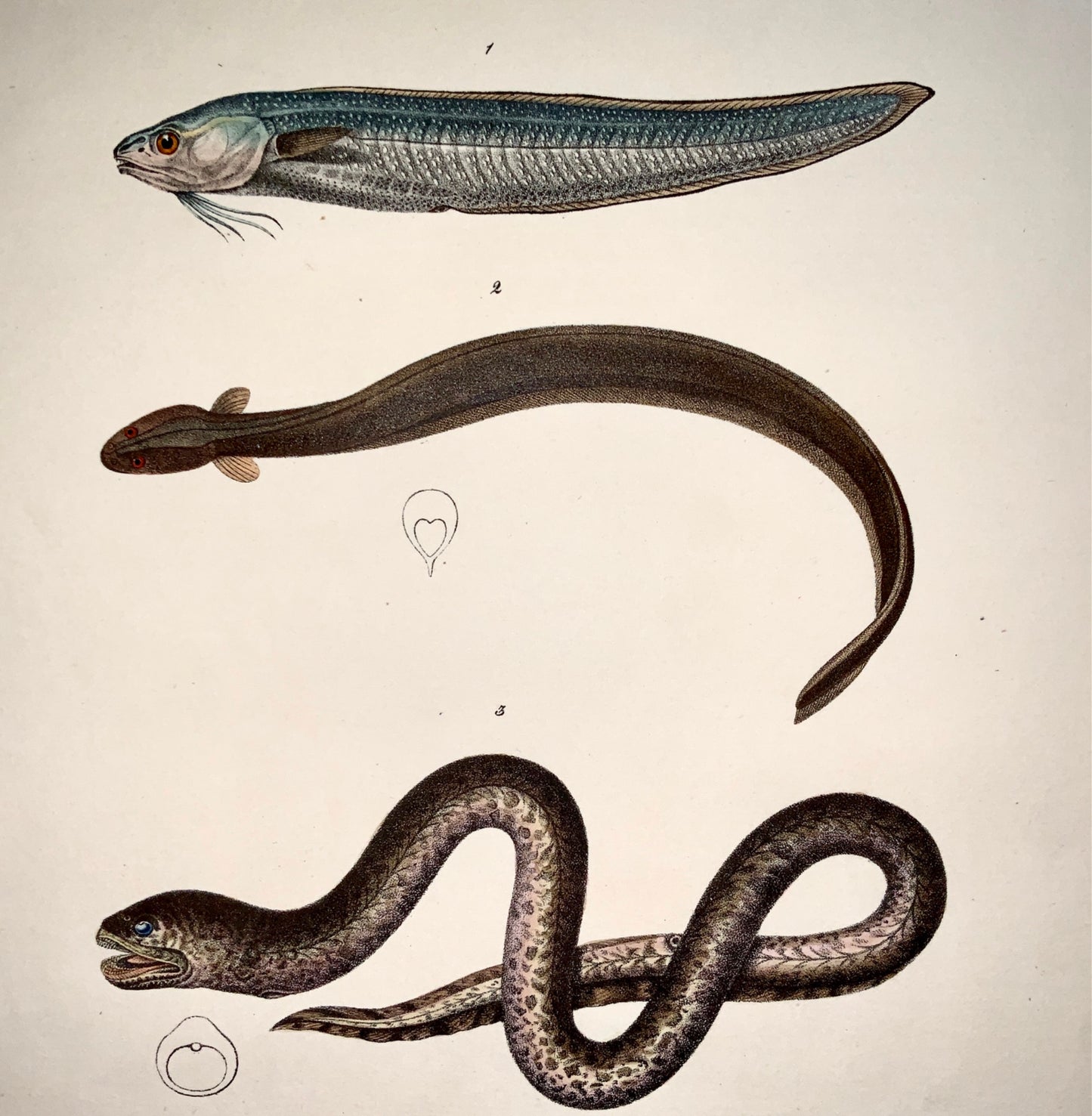 1833 H. Schinz (1777-1861) EEL Lance Fish - Handcol. stone lithograph