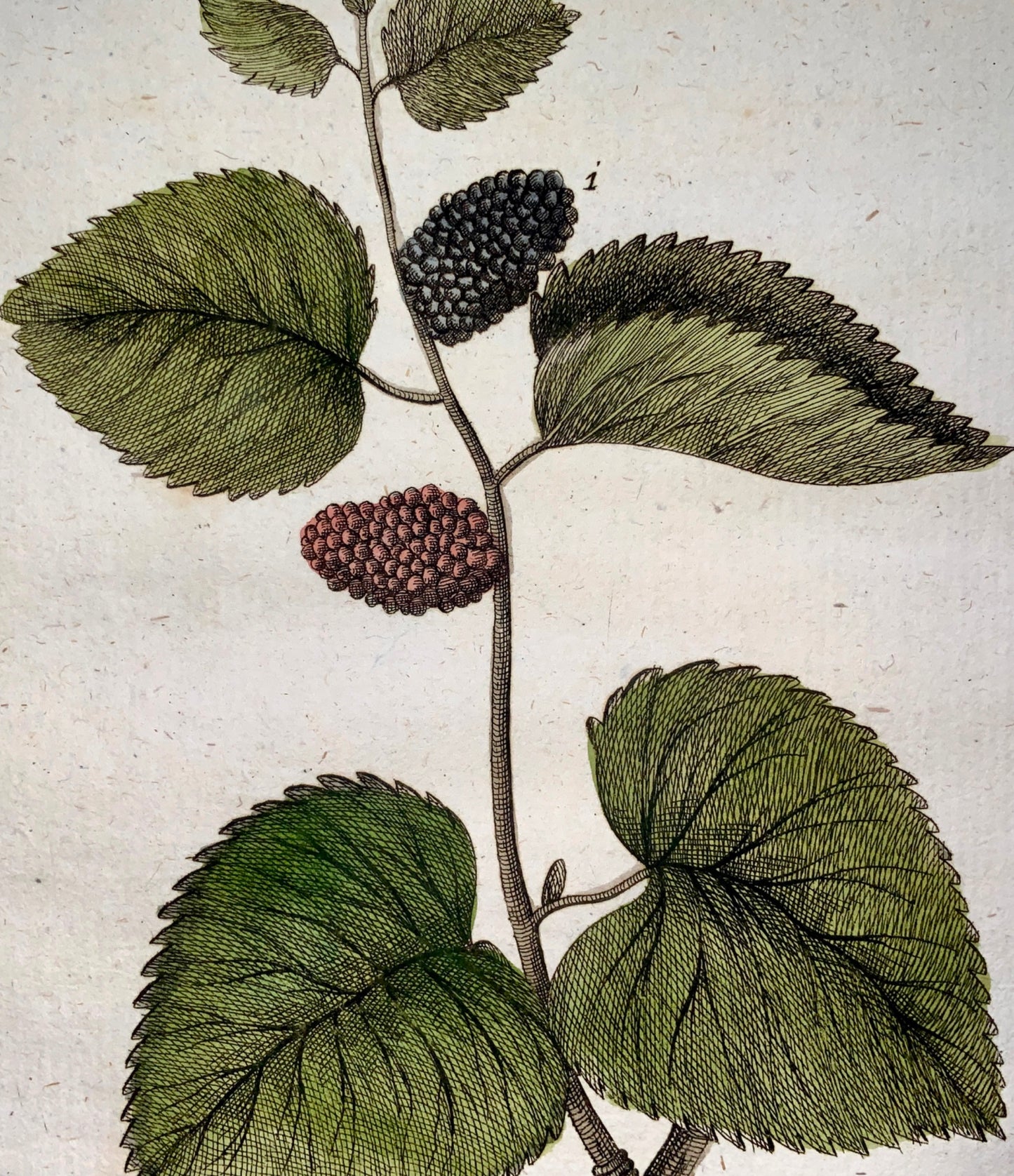 1790 BLACKBERRY TREE Fruit - Joh. Sollerer hand coloured engraving - Agriculture, Fruit