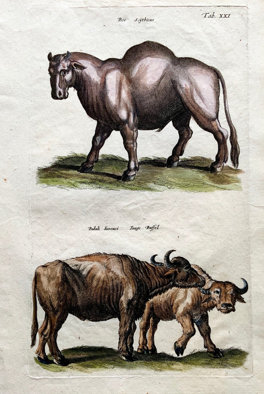 1657 BUFFALO Bison Bos Bull - Mammal - Matt. MERIAN Folio Handcolored Engraving