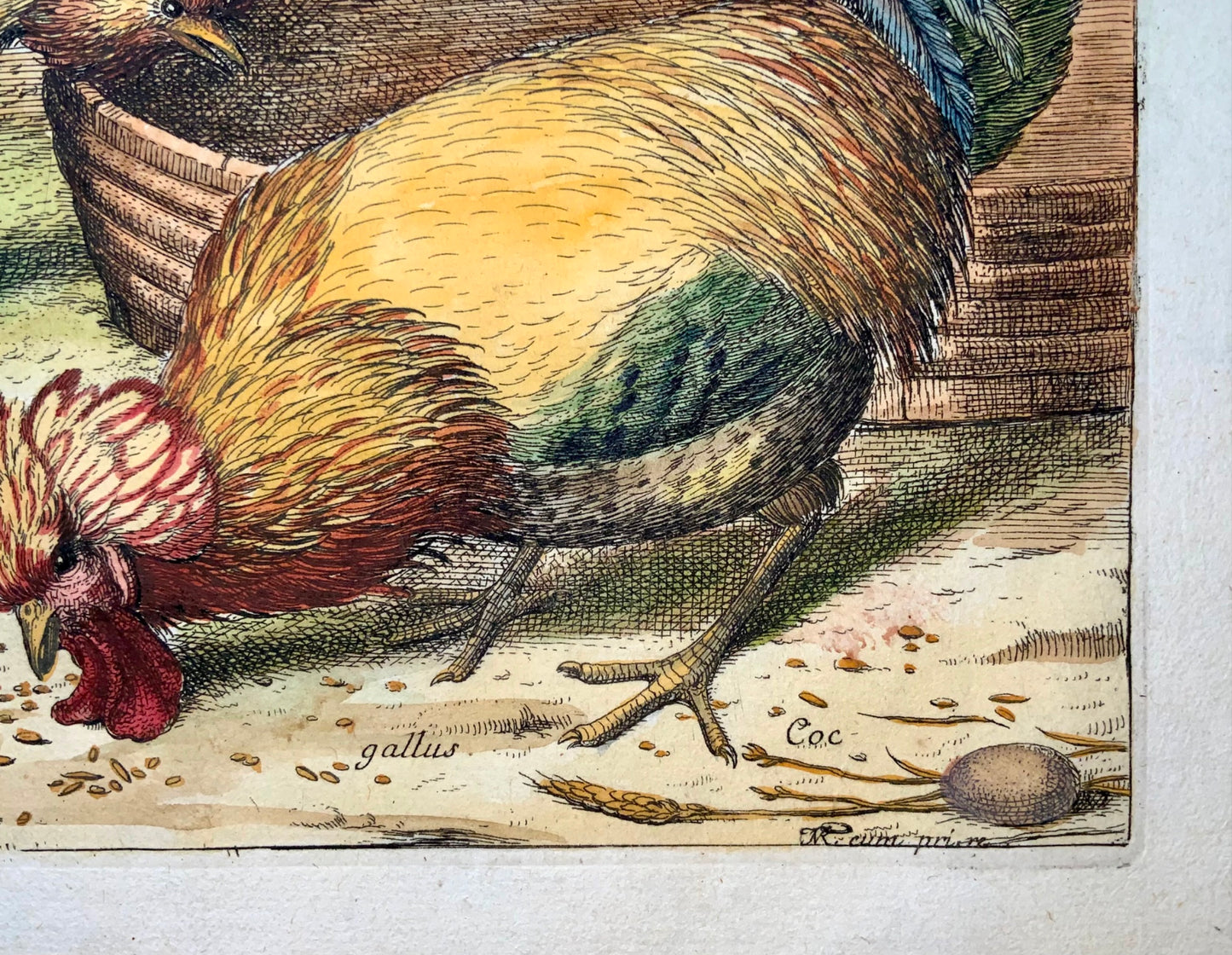 1673 Poulets, Volailles, Nicolas Robert, gravure in-folio en couleur à la main