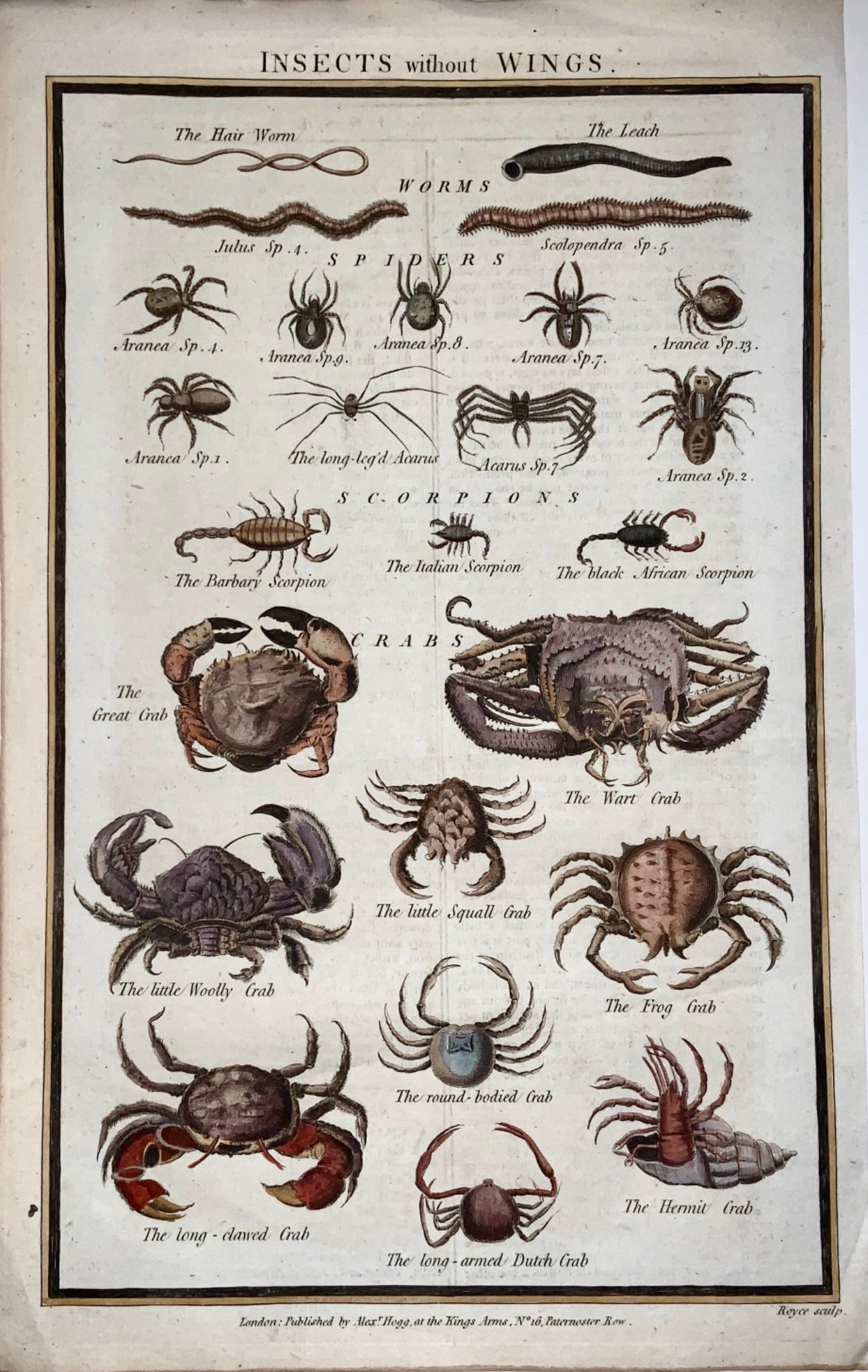 1785 Smith - Crabs Scorpions Spiders Worms tall folio engraving - hand coloured - Marine Aquatics