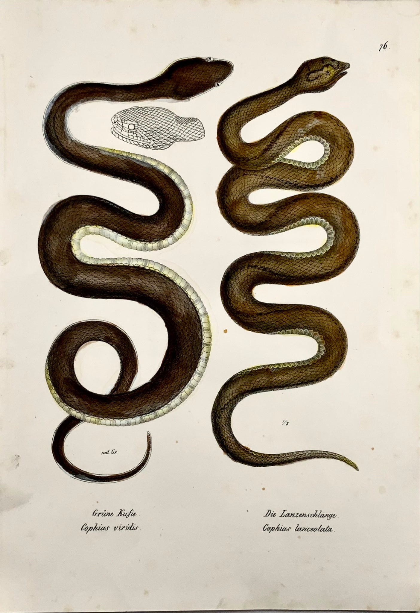 1833 HR Schinz (b1777) - SERPENT BOTHROPS - Lithographie sur pierre colorée à la main - Reptiles