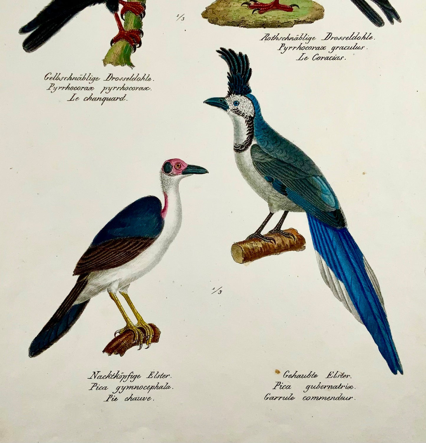 1830 Chough Corvidae - Ornithologie Brodtmann lithographie FOLIO colorée à la main