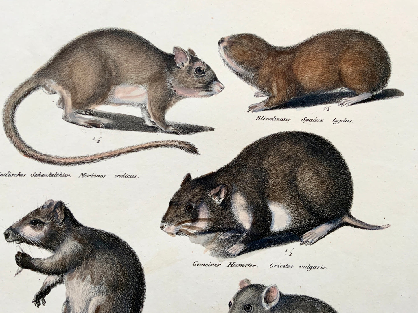 1824 Rodents: Hamster, Mice, Rats - K.J. Brodtmann hand colored FOLIO lithograph - Mammals