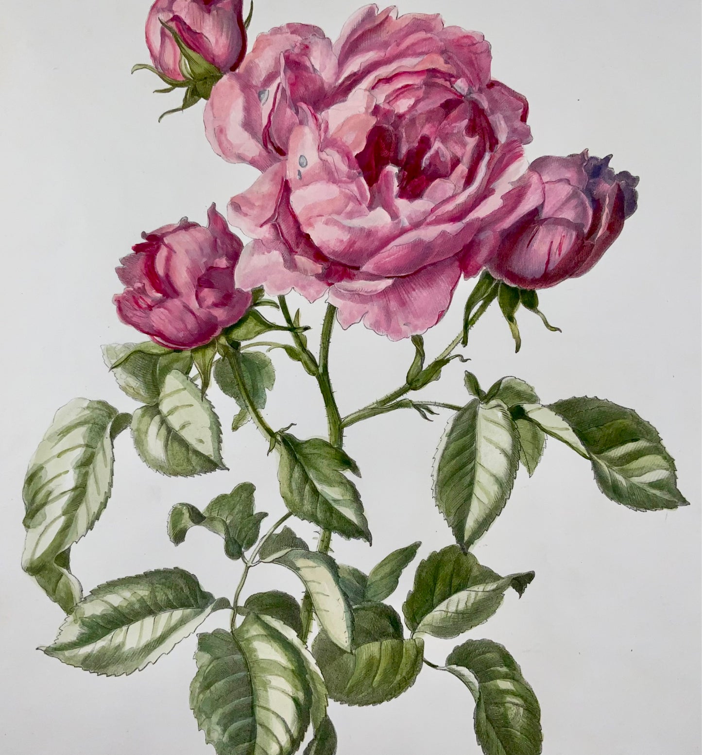 1860 Hartinger (b1806) Roses, Bournon, lithographie sur pierre de 35 cm, coloriée à la main, bo