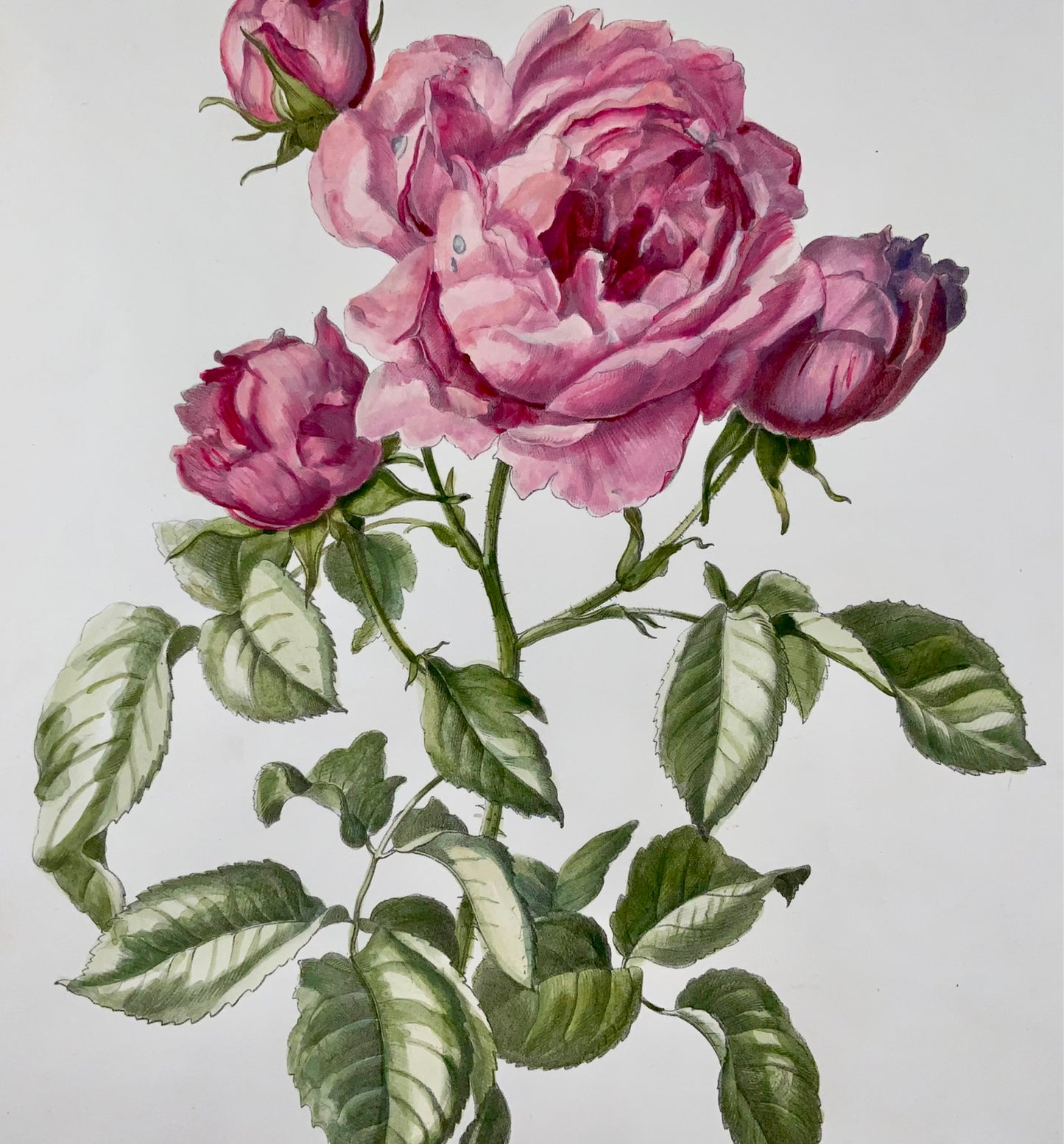 1860 Hartinger (b1806) Roses, Bournon, 35cm stone lithograph, hand coloured, bo