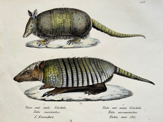 1824 ARMADILLOS - Mammal - K.J. Brodtmann ORIGINAL hand colored FOLIO stone lithography