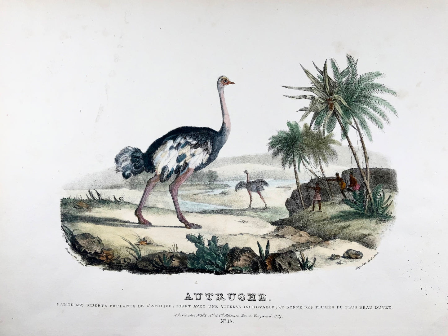 1827 Autruche, Oudart, grande lithographie en pierre colorée à la main, rare, ornithologie