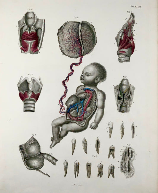1840 Anatomie humaine, gynécologie, folio colorié à la main, Krausse &amp; Eltzner