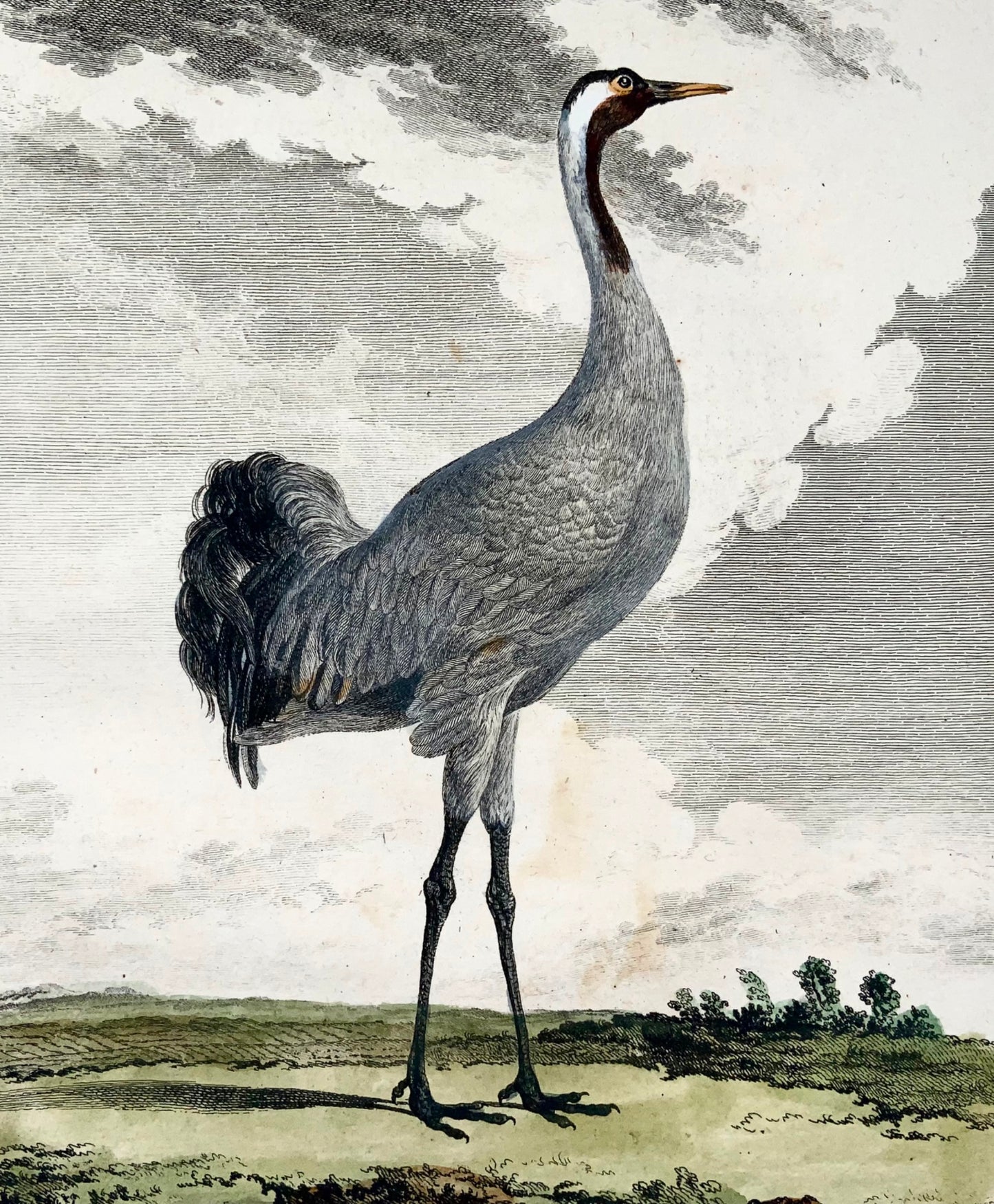 1779 Mansard after de Seve, Common Crane, ornithology, large 4to edition, engraving