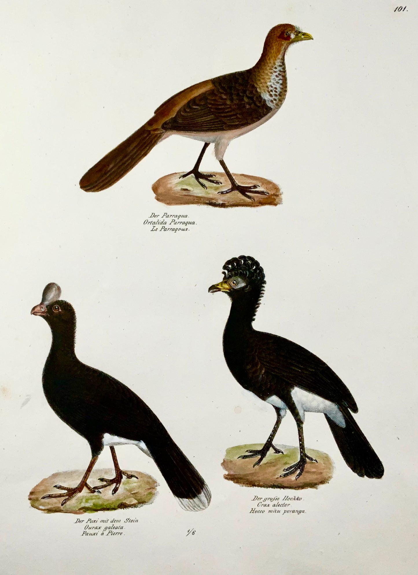 1830 Curassow birds, ornithology, Brodtmann, lithograph, folio