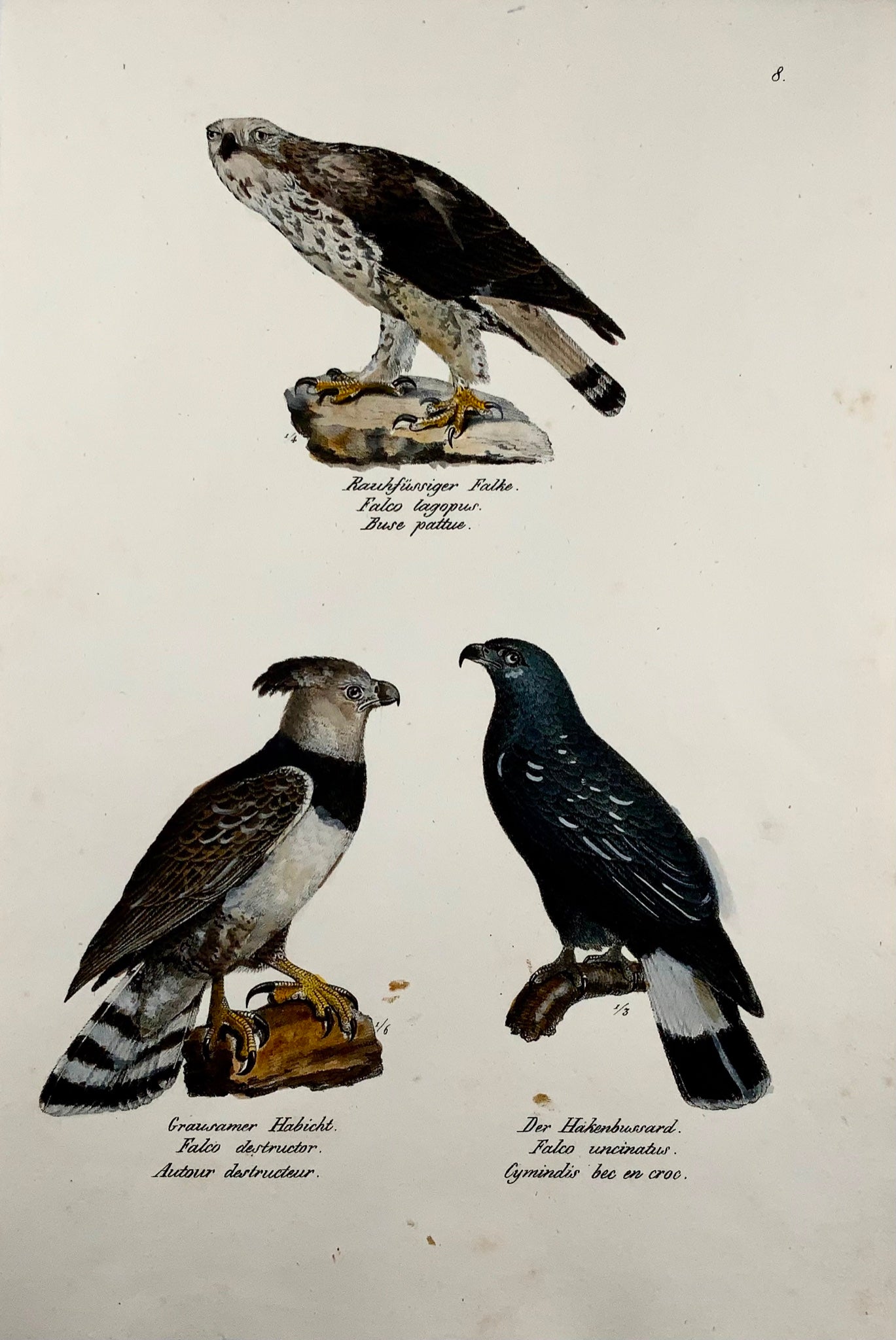 1830 FALCON Oiseaux de proie - Ornithologie Brodtmann lithographie FOLIO colorée à la main