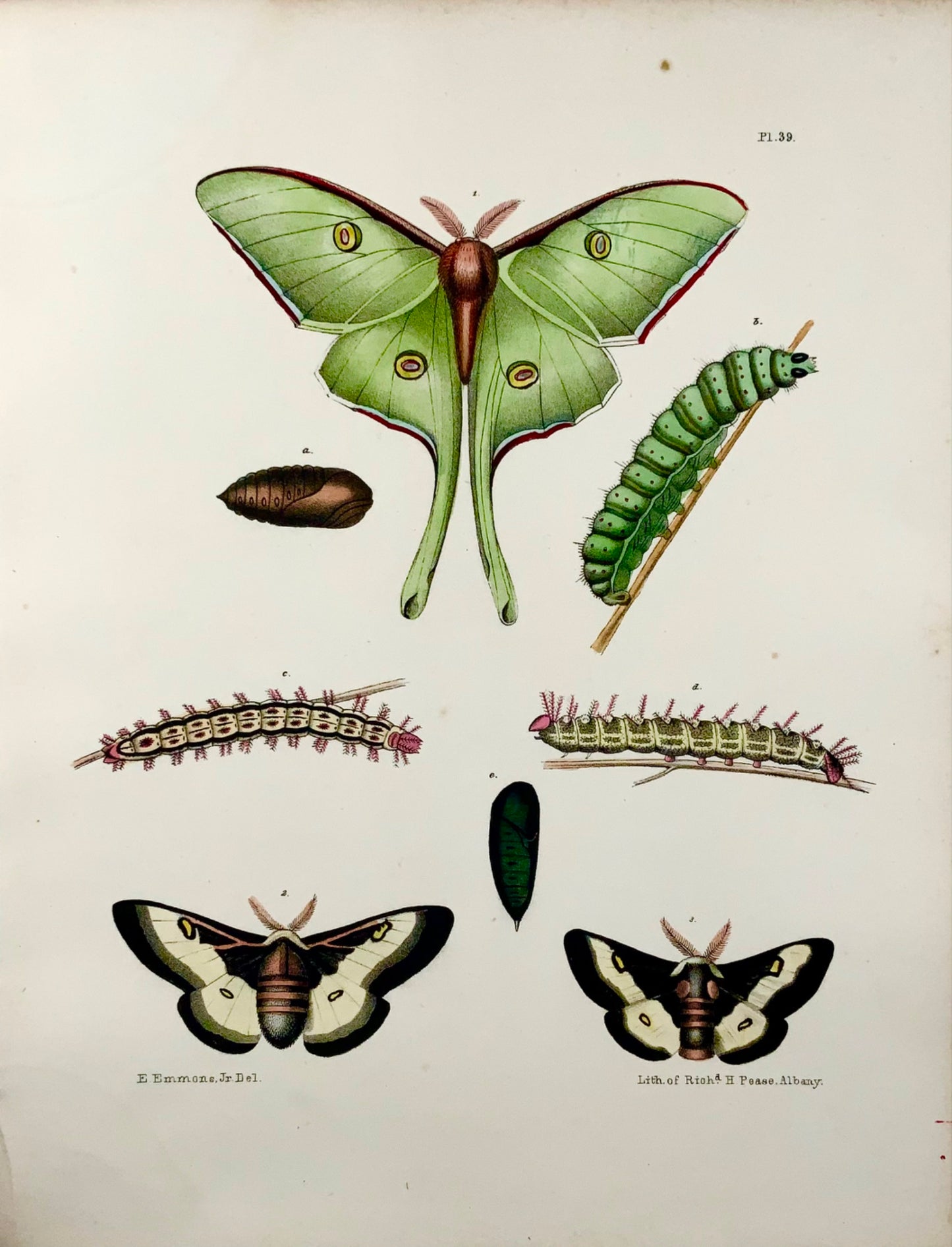 1854 Pease lith; Emmons - Papillons Attacus - lithographie en pierre colorée à la main