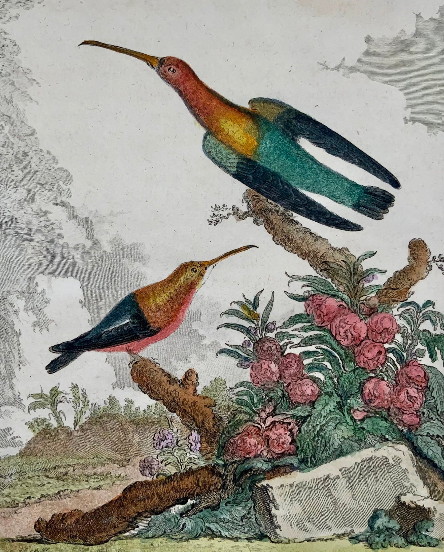 1779 de Sève ; Colibri COlibris - Ornithologie - Gravure 4to Large Edn