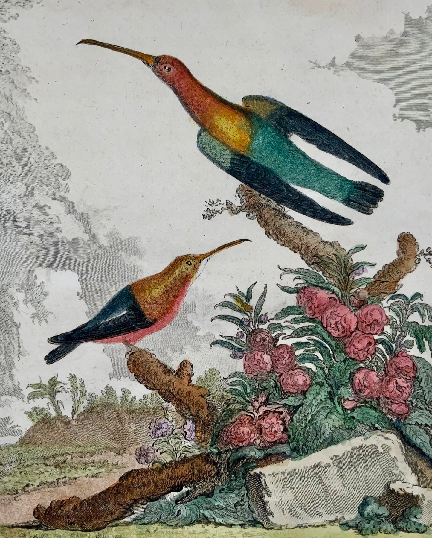 1779 de Seve; Colibri HUMMINGBIRDS - Ornithology - 4to Large Edn engraving