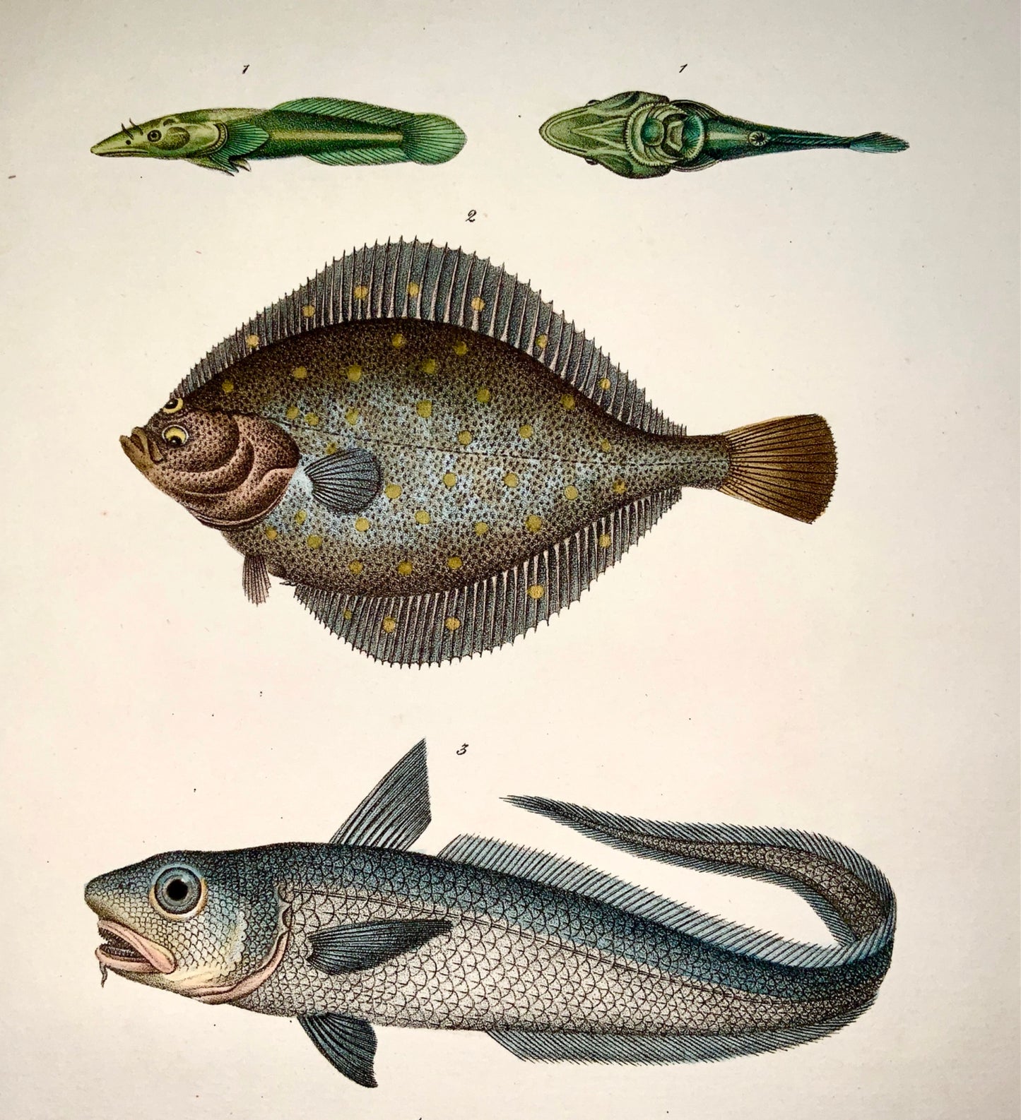 1833 H. Schinz (1777-1861) SOLE Flatfish Rattail - Handcol. lithograph