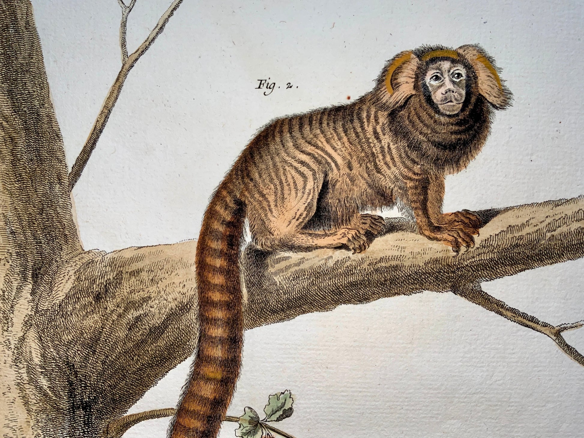 1780 Martinet - TAMARIN MONKEY & CALLITHRIX - hand coloured 38 cm engraving - Mammals