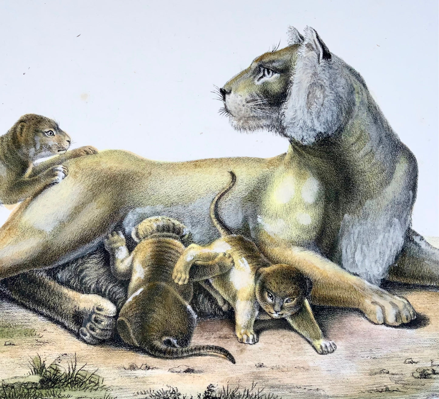 1824 Lionne avec petits - Lithographie FOLIO colorée à la main de KJ Brodtmann - Mammifères