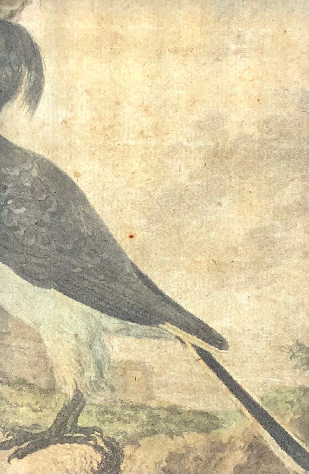 1775 Calao, Calao, gravure sur cuivre colorée à la main, in-quarto fin, Ornithologie