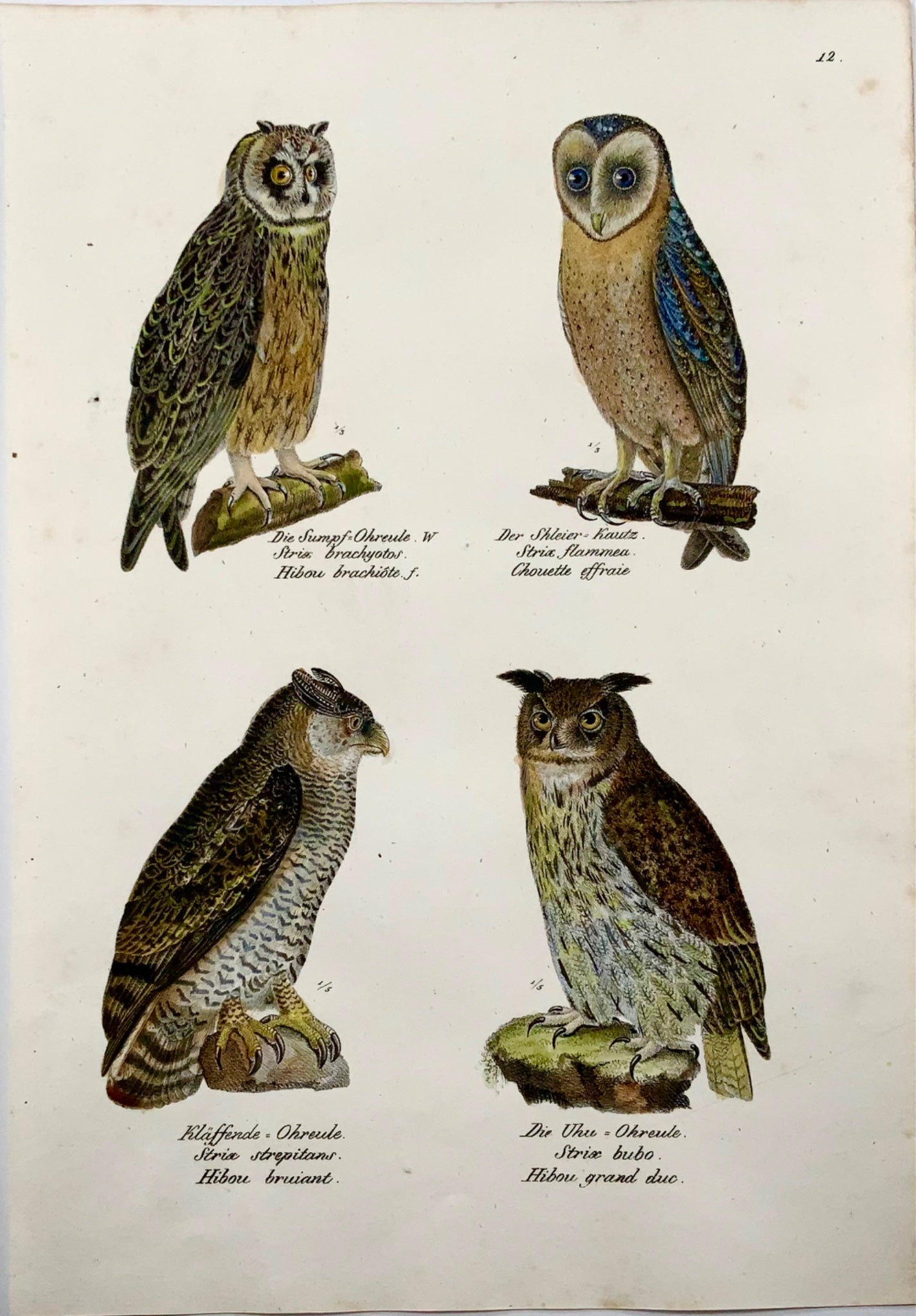 1830 Hiboux, strix, ornithologie, Brodtmann, lithographie folio coloriée à la main