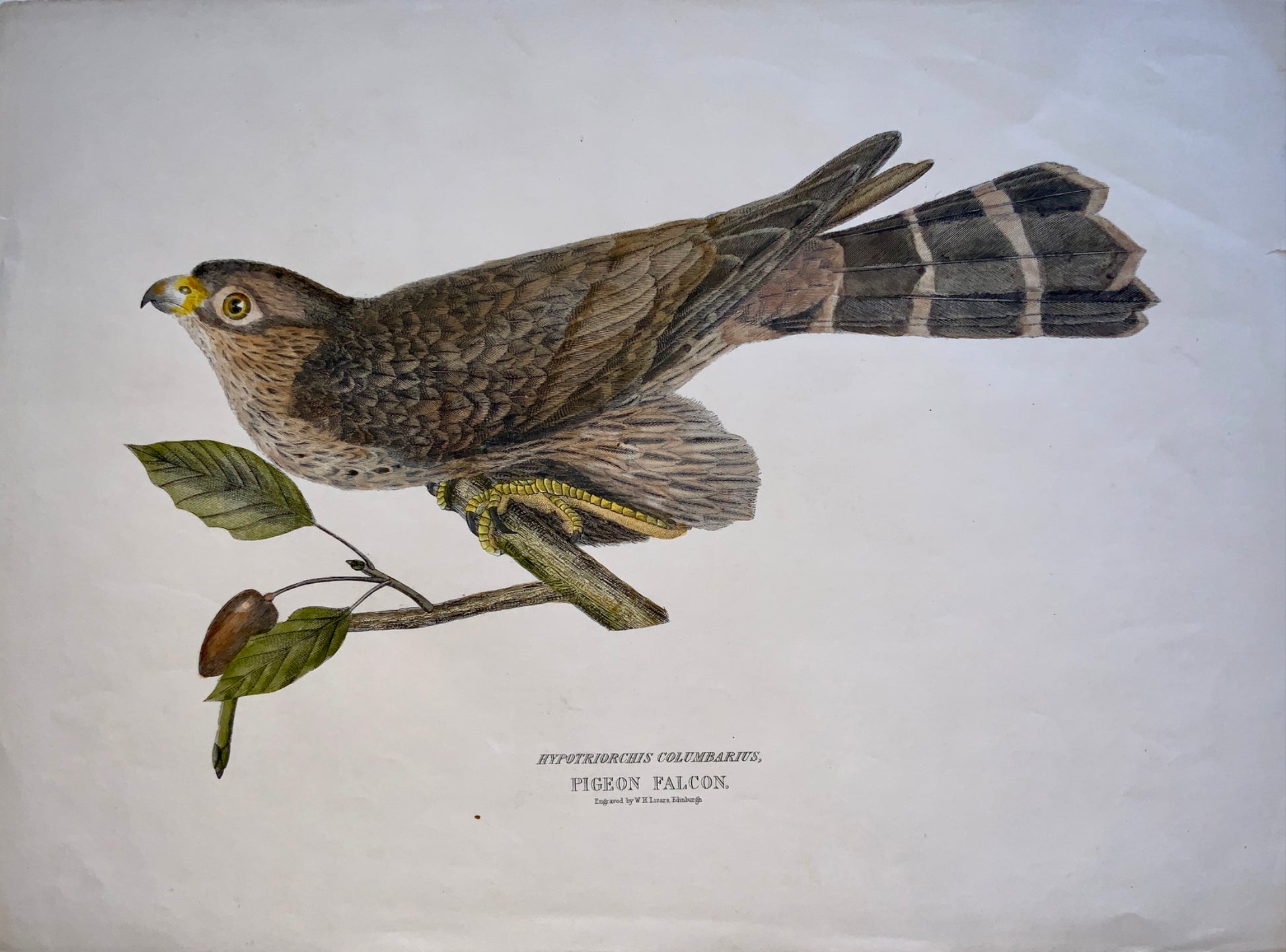 1846 PIGEON FALCON Ornithology - Brown hand coloured Large Folio (36cm)