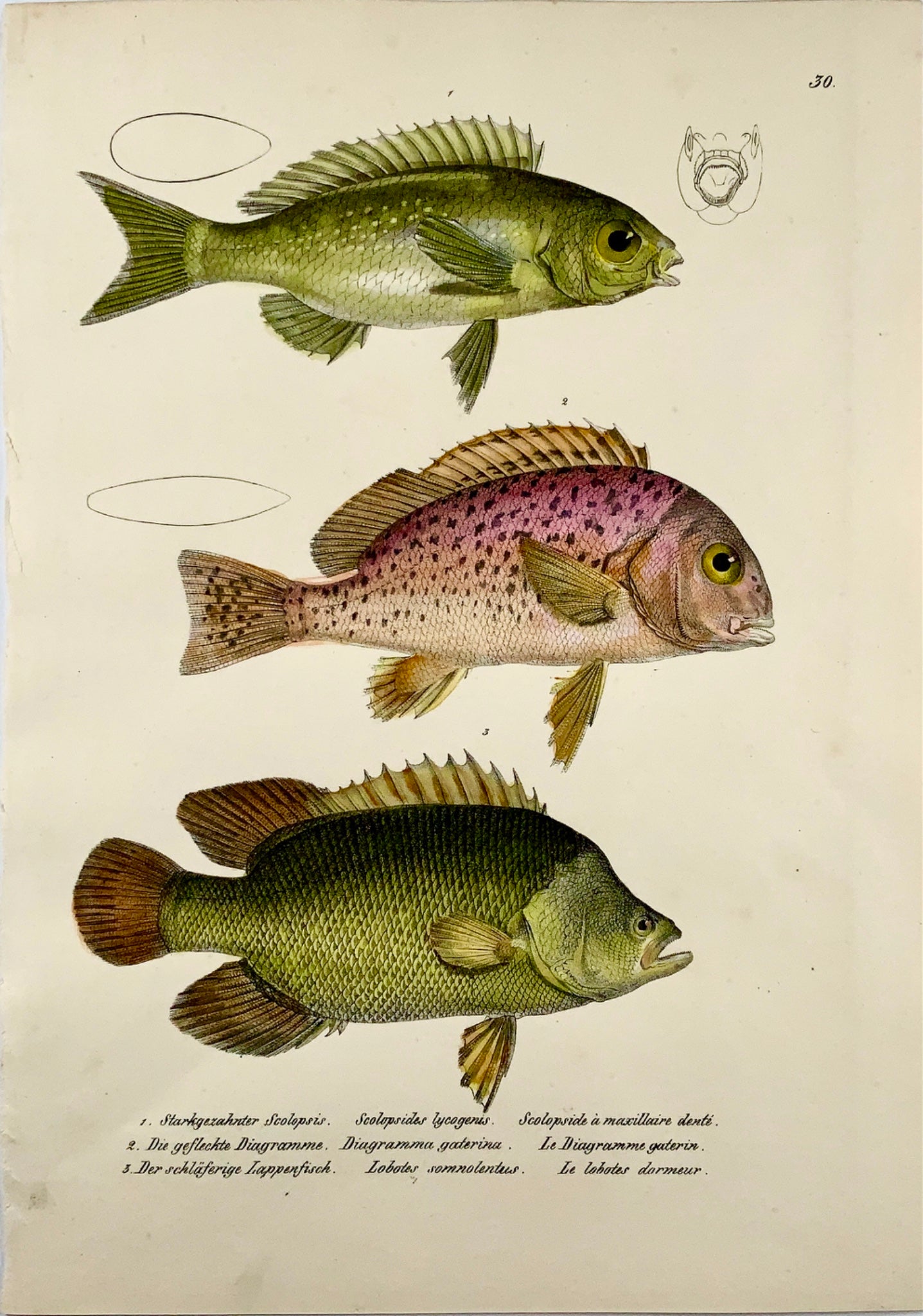 1833 H. Schinz (1777-1861) TRIPLETAILS Ray Finned Fish - Handcol. lithograph