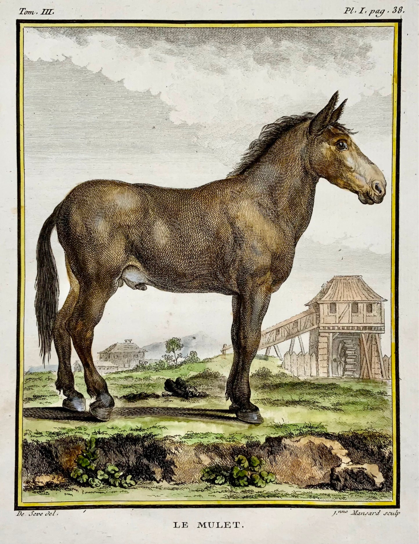 1766 De Sève; MULE Âne grande édition QUARTO gravure colorée à la main Mammifère