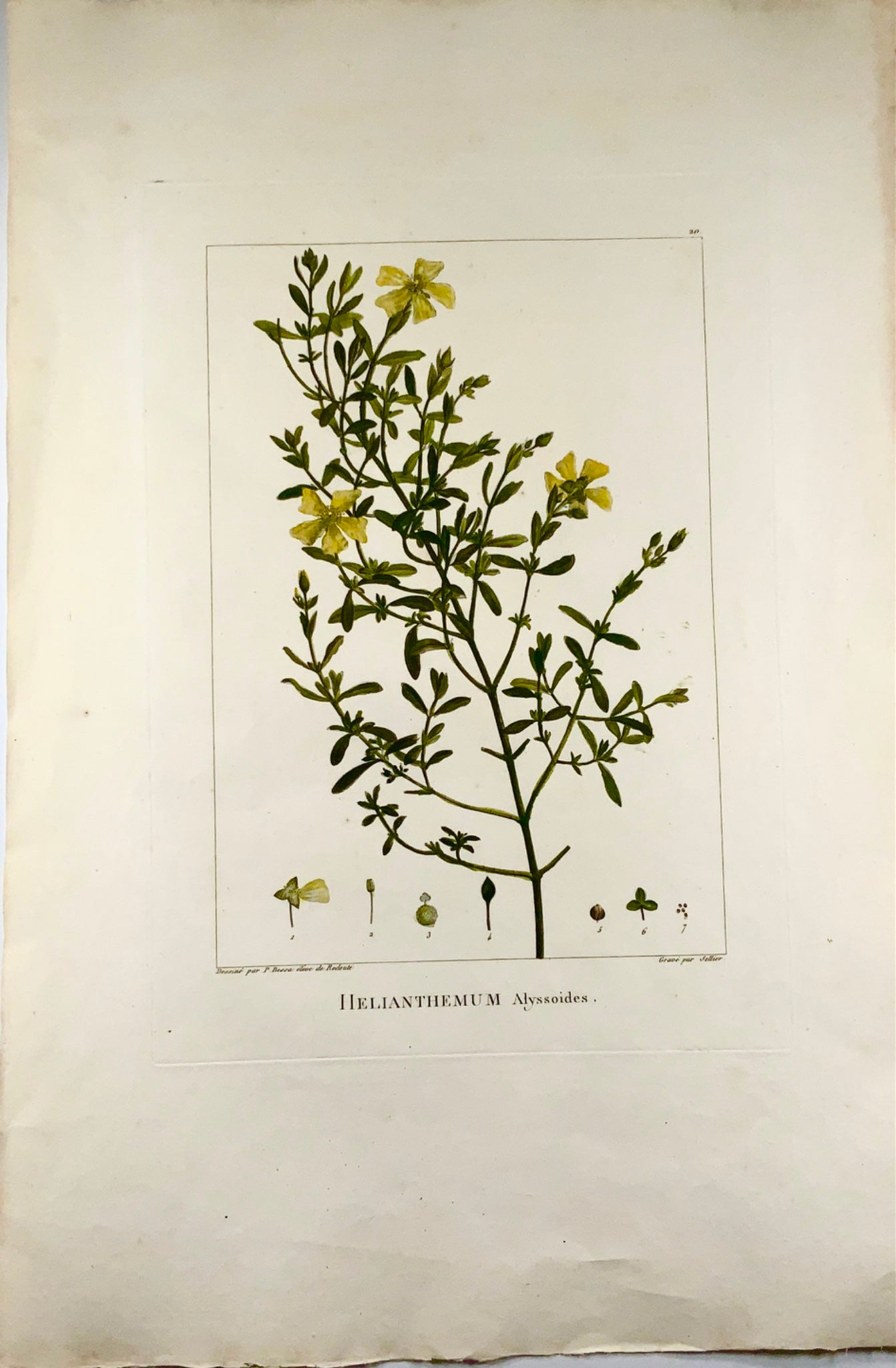 1803 Sellier d'après Bessa et Redoute - ROSE DU SOLEIL 51 x 34 cm. Colorié à la main - Botanique
