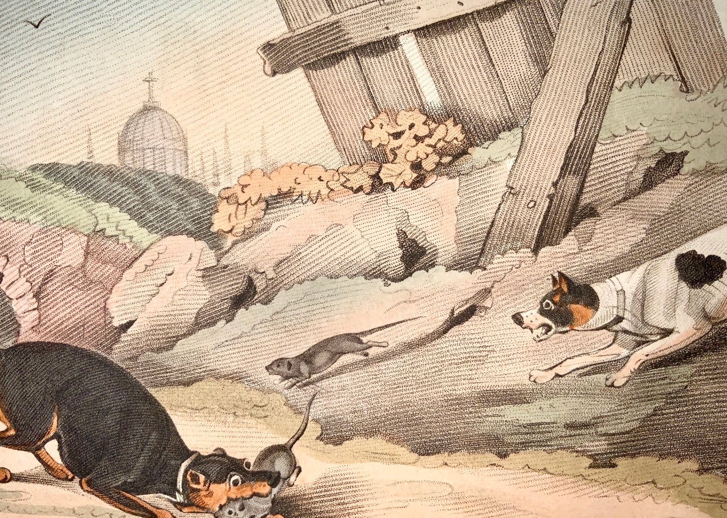 1823 Sherwood after Alken - RAT HUNTING - hand coloured aquatint