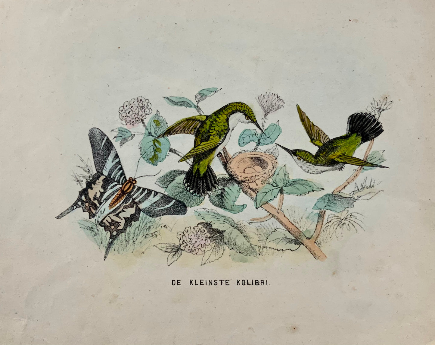 1864 Colibri, lithographie sur pierre colorée à la main, ornithologie