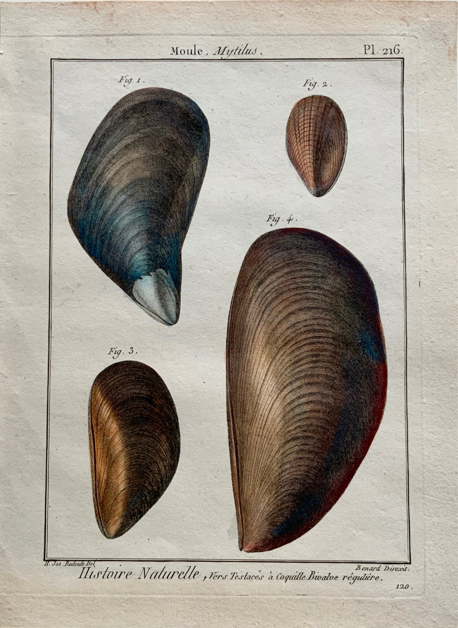 1789 Lamarck; Redoute - MOULE Shell Mussels - Conchology - Hand colour