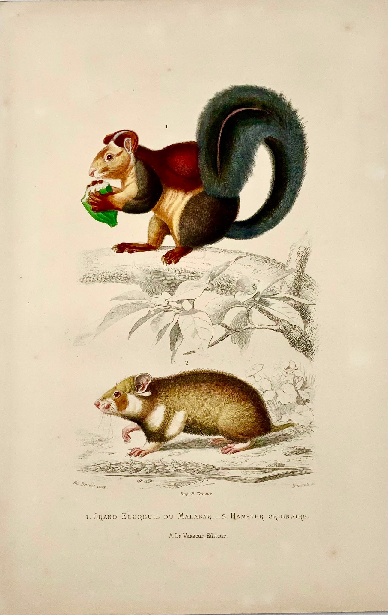 1840 Écureuil, Hamster, Ed Travies [b1809], couleur originale de la main, mammifère 