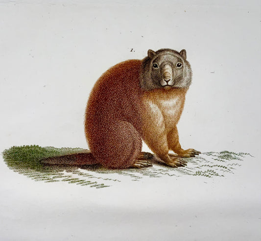 1808 J. Bapt. Huet [1745-1811] ; RAT Marmotte - Gravure au pointillé colorée à la main - Mammifère