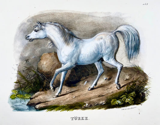 1824 Cheval turc, Turkmène, KJ Brodtmann, coloré à la main, lithographie folio, mammifère