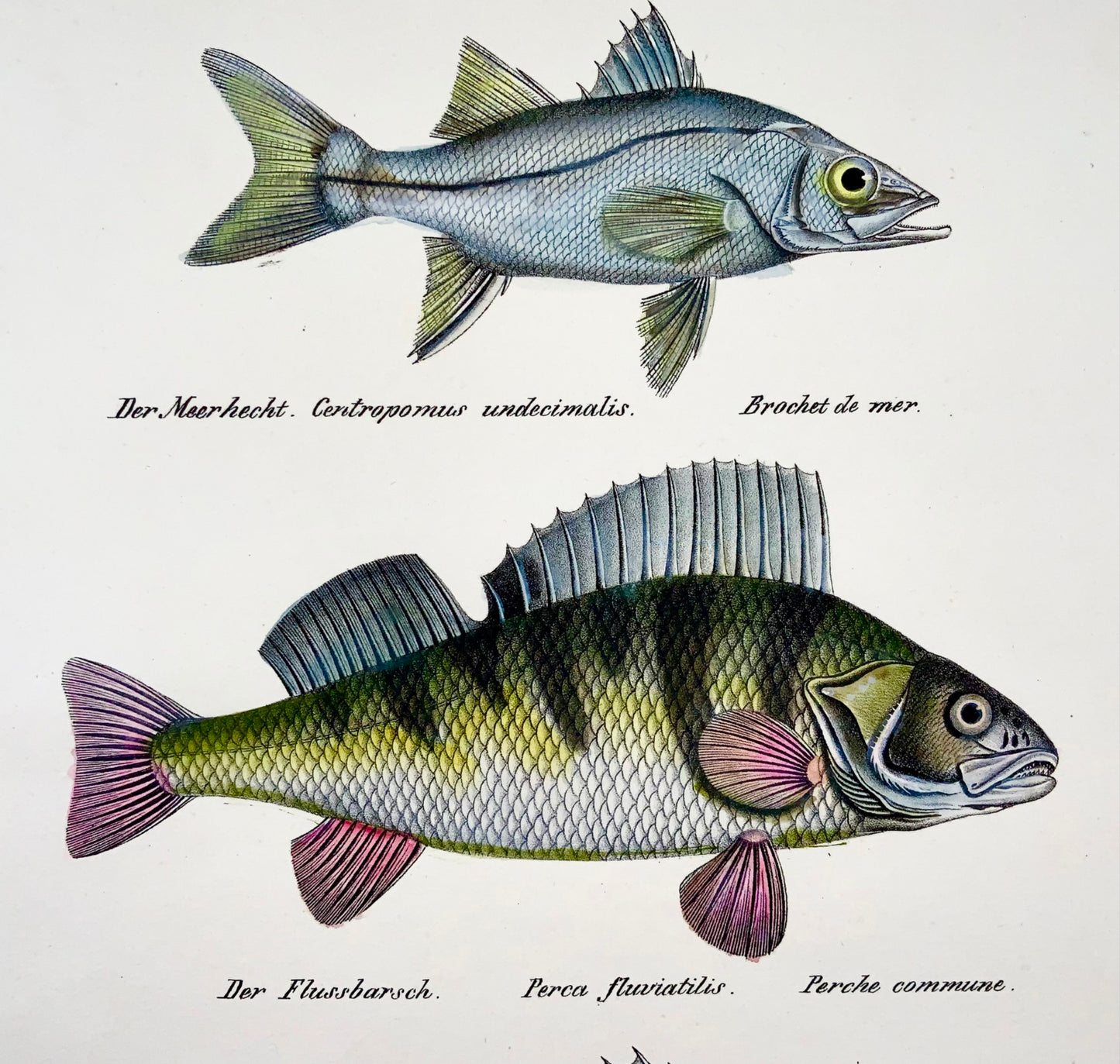 1833 H. Schinz (1777-1861) PERCH Bass Snook Fish handcoloured lithograph