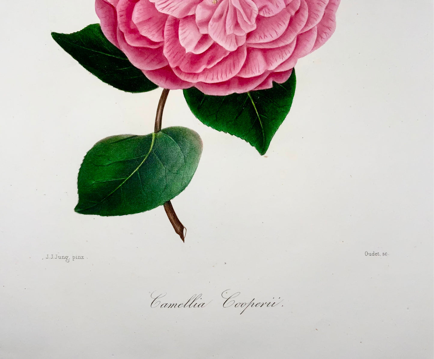 1841 Camelia Cooperii [Camellia], Dessiné par JJ Jung, Gravé par Oudet, Berlèse, Botanique