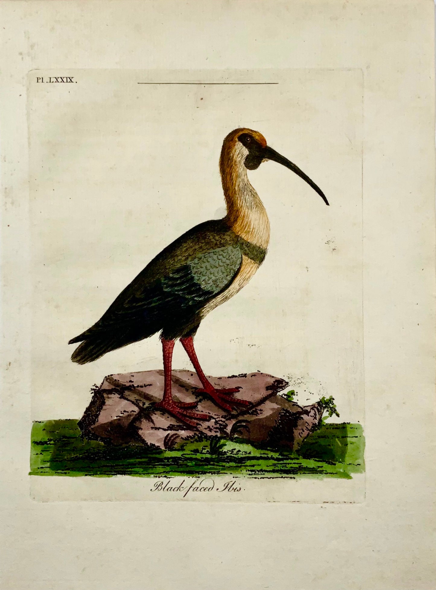 1785 Glossy Ibis, John Latham, in-quarto, ornithologie, gravure coloriée à la main