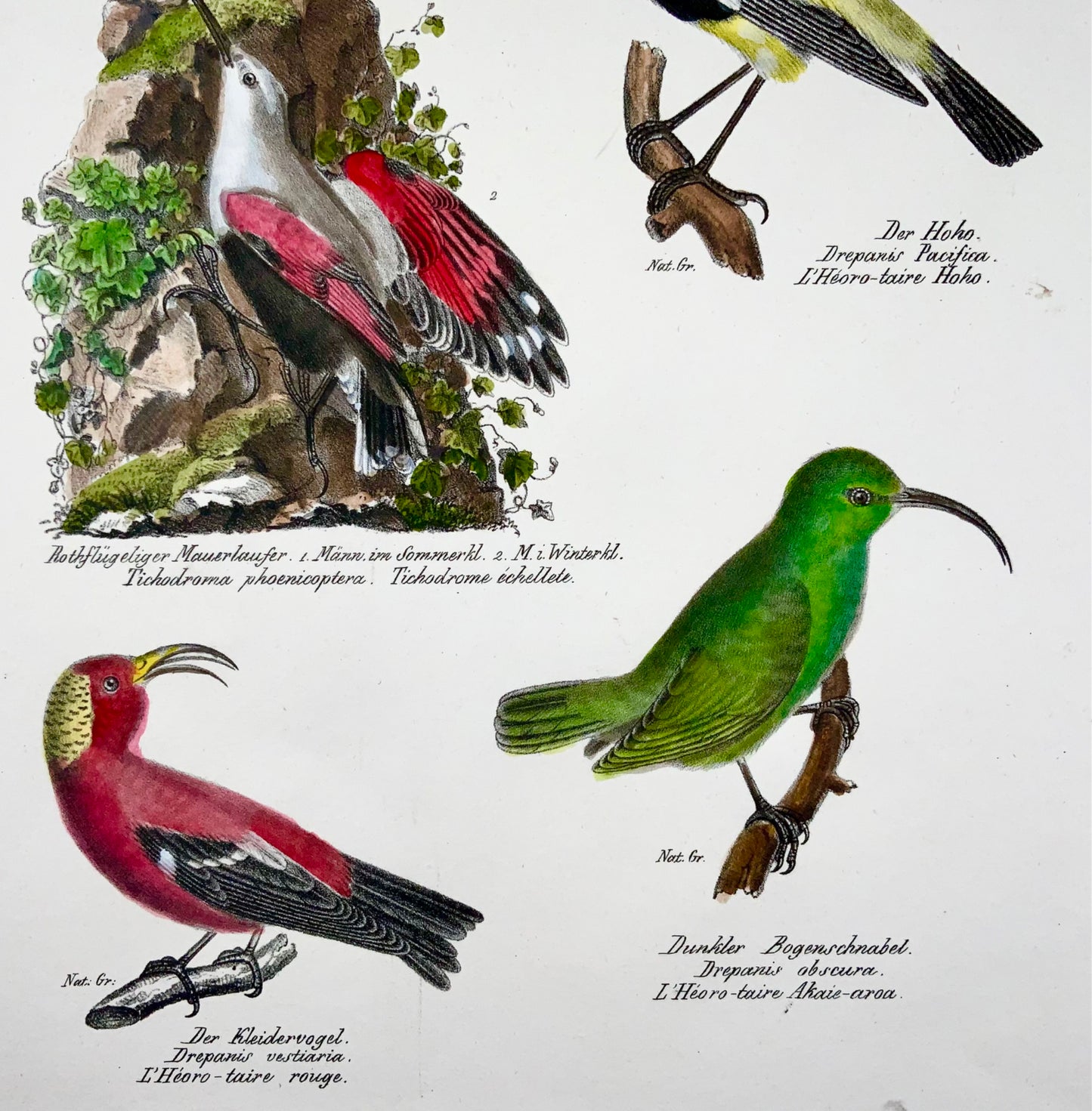 1830 Drepanis Wallcreeper, ornithologie, Brodtmann, folio, lithographie