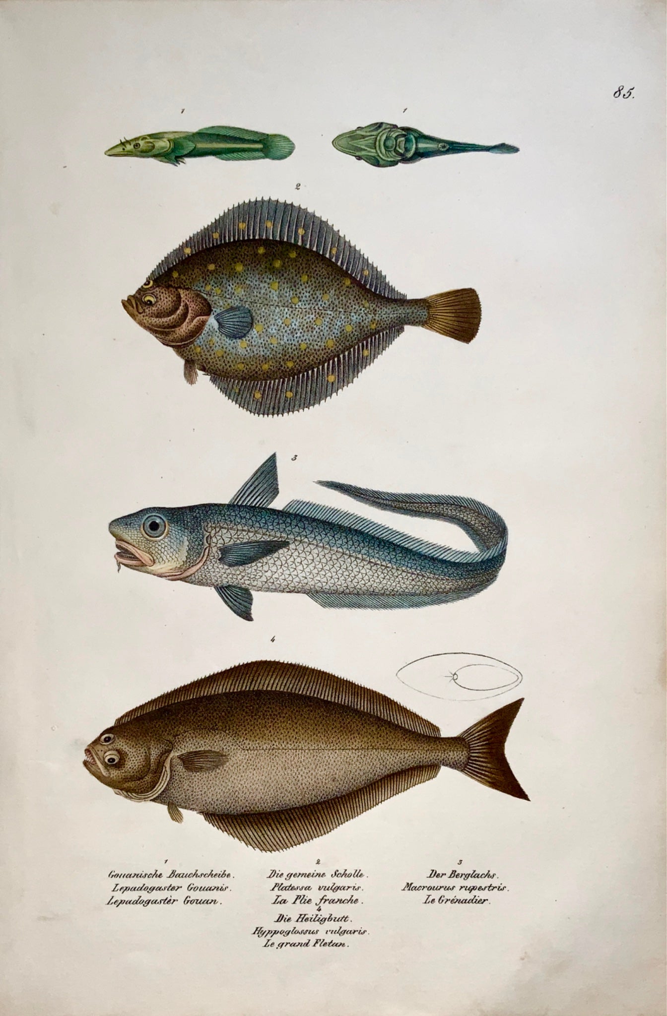 1833 H. Schinz (1777-1861) SOLE Flatfish Rattail - Handcol. lithograph