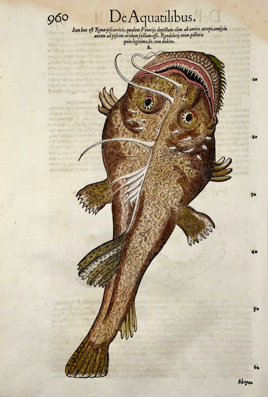 1558 Monster Sea Ray, Conrad Gesner, gravure sur bois in-folio, coloriée à la main, First State