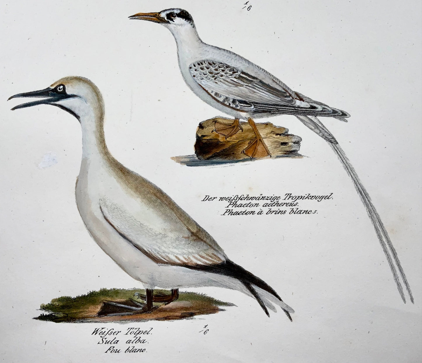 1830 Frégate, ornithologie exotique, Brodtmann, lithographie folio colorée à la main