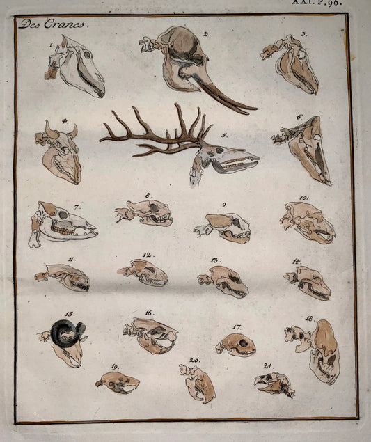 Joh. Rud. Schellenberg 1740-1806; Folio Comparative ANIMAL SKULLS - 1783 - Zoology
