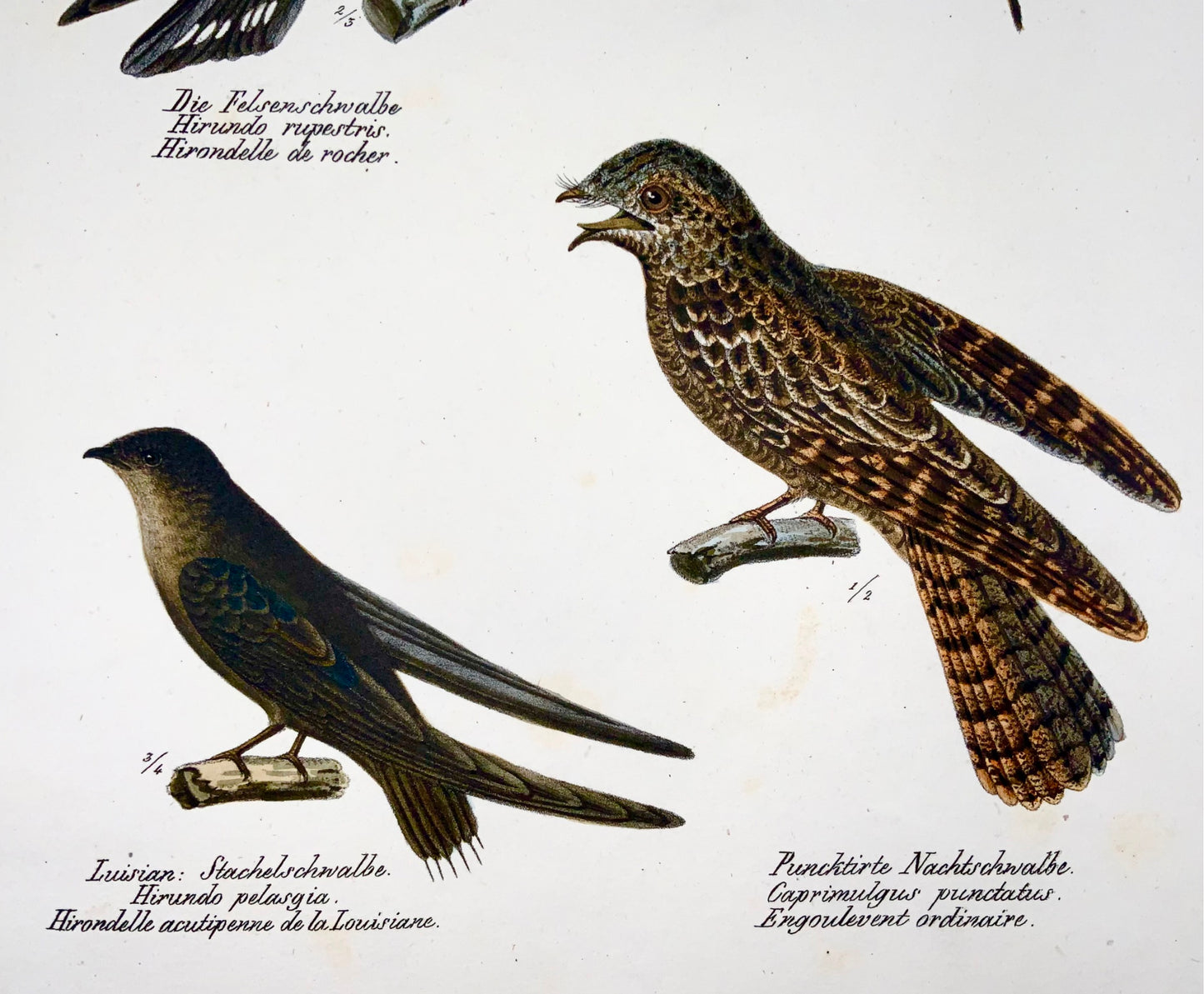 1830 HIRONDELLES, Oiseaux - Ornithologie Brodtmann lithographie FOLIO colorée à la main
