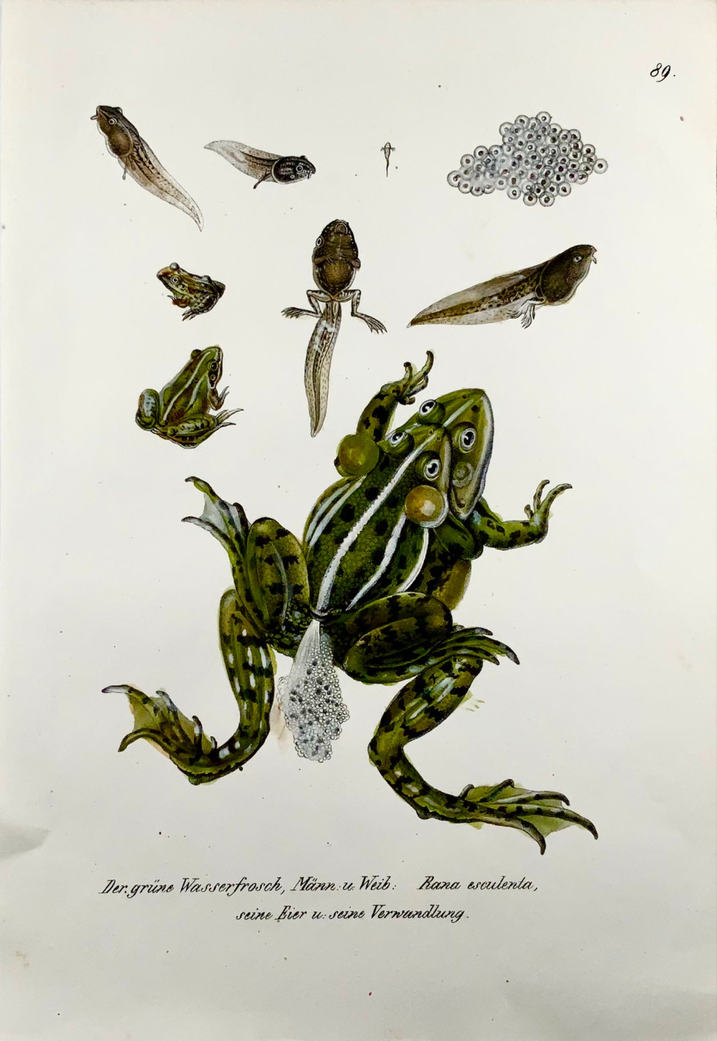 1833 HR Schinz (b1777) GRENOUILLE COMESTIBLE - Lithographie sur pierre coloriée à la main - Amphibien