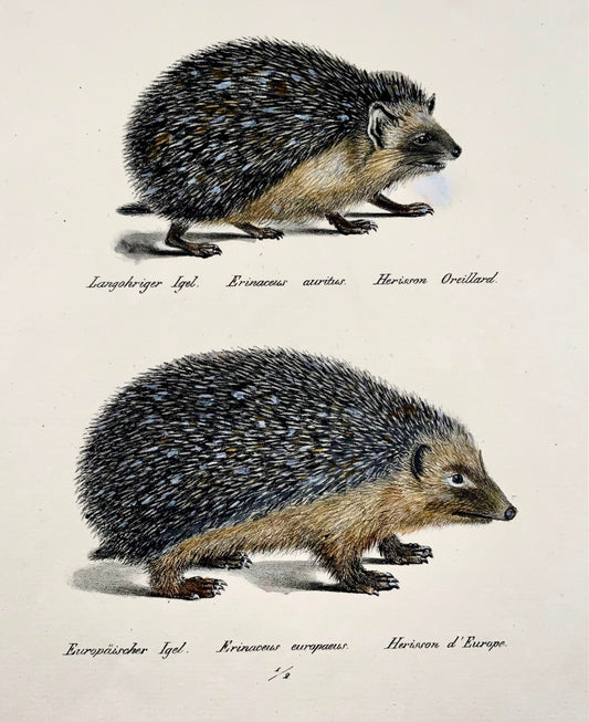 1824 Hérissons - Lithographie FOLIO colorée à la main de KJ Brodtmann - Mammifères